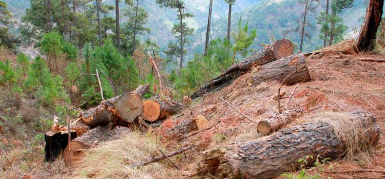 Cortarán más de 2 mil árboles por plaga