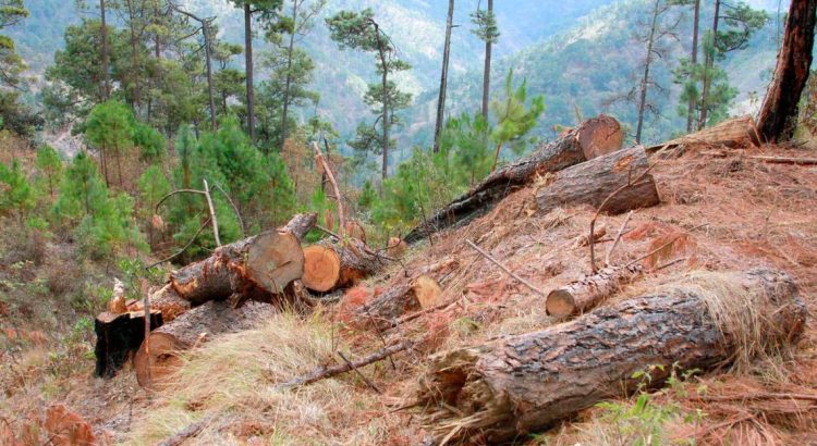 Cortarán más de 2 mil árboles por plaga