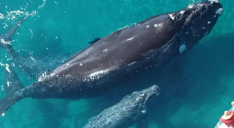 Concluye alerta por muerte masiva de ballenas en México, EU y Canadá