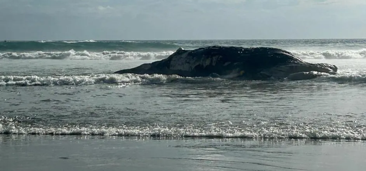 Encuentran ballenato muerto en playa Diamante