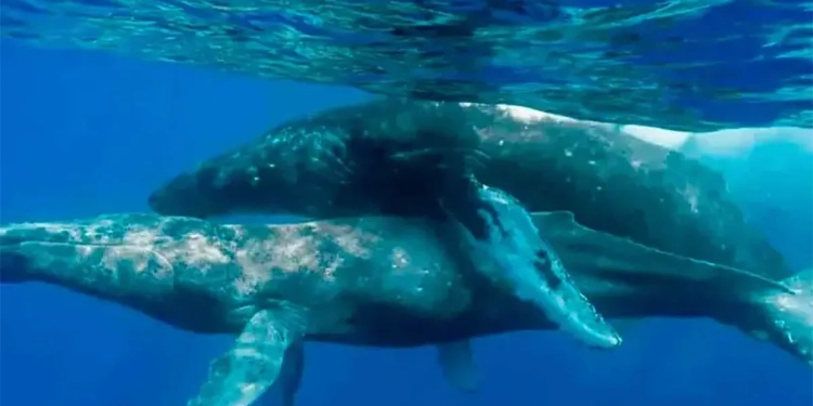 Captan por primera vez a ballenas apareándose … nomás que los 2 eran machos