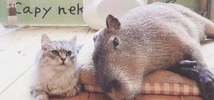 Abren cafetería llena de gatos … y capibaras