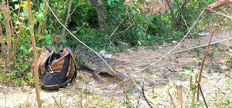 Capturan a cocodrilo en Chilpancingo