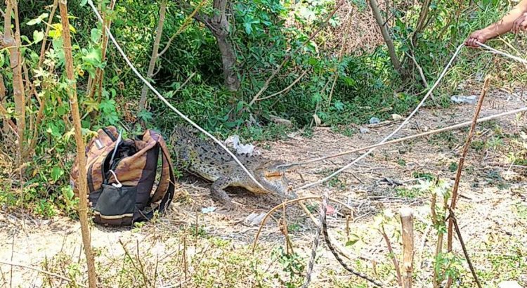 Capturan a cocodrilo en Chilpancingo