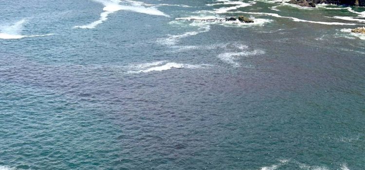 Llega Marea Roja a playas de Acapulco