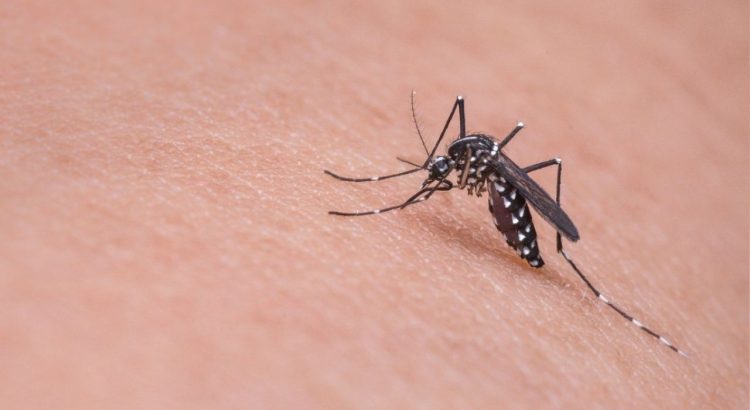 Las lluvias incrementarán los casos de dengue