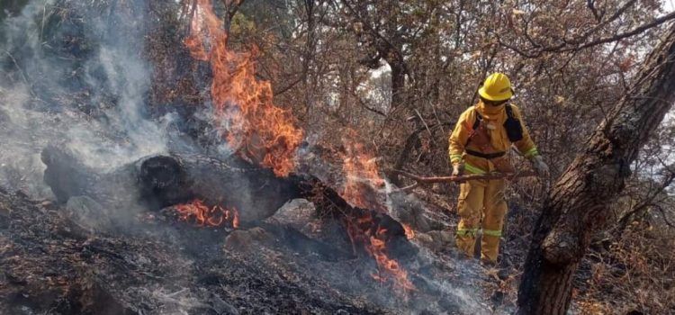 Reportan nueve incendios forestales activos