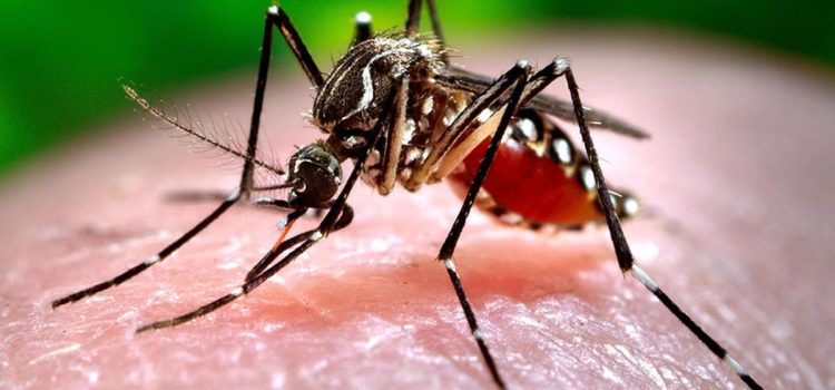 Reaparece el Zika, Guerrero registra un caso