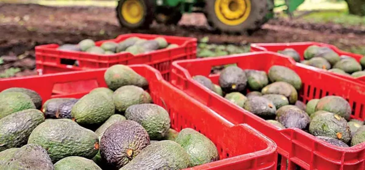 Reanudan exportaciones de aguacate michoacano a Estados Unidos