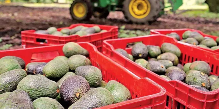 Reanudan exportaciones de aguacate michoacano a Estados Unidos