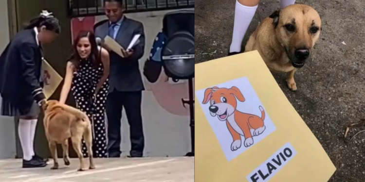 Flavio, el perrito callejero que se graduó y conquistó TikTok