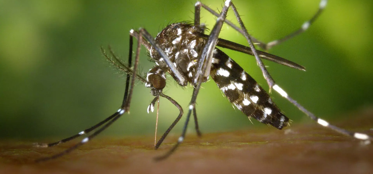 Se registran más de mil 200 casos de dengue en una semana