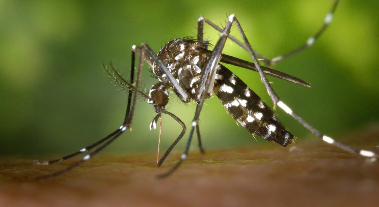 Se registran más de mil 200 casos de dengue en una semana