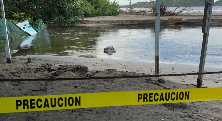 Piden la pronta captura de cocodrilos