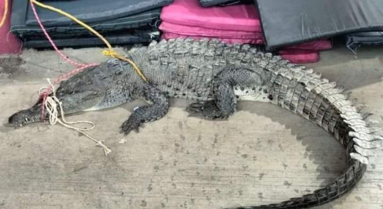 Alerta avistamiento de cocodrilos en playas