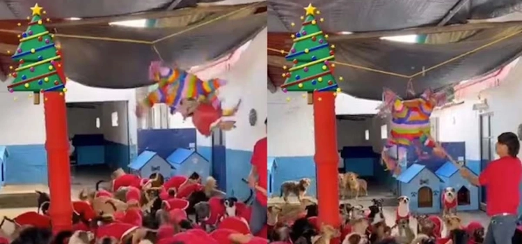 Refugio organiza «perri posada» con piñata llena de salchichas