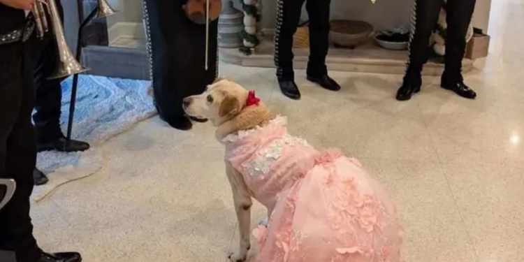 La quinceañera más bonita