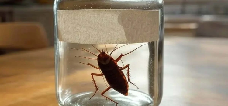 ¿Ardido o despechado?, ponle el nombre de tu ex a una cucaracha