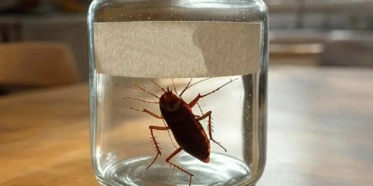 ¿Ardido o despechado?, ponle el nombre de tu ex a una cucaracha