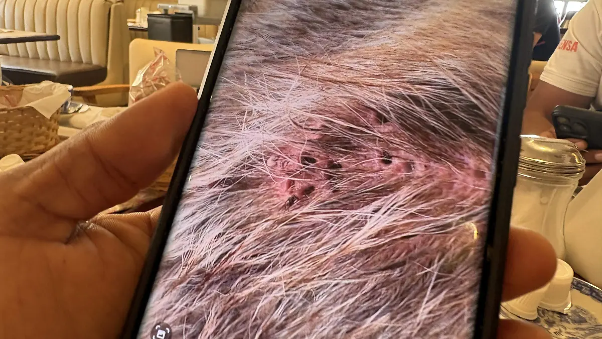 Confirman dos casos de gusano barrenador en perros de Acapulco